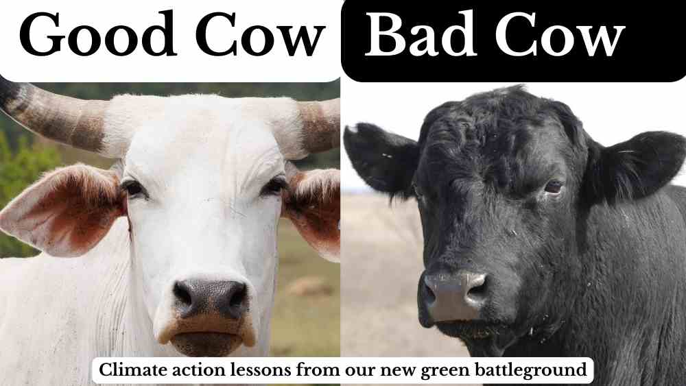 good cow bad cow cattle grazing environment effective climate action storytelling