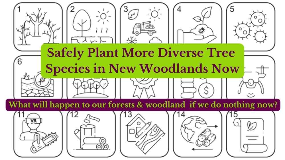 trees woodland forest carbon climate greenhouse safely plant more diverse tree species in new woodland now